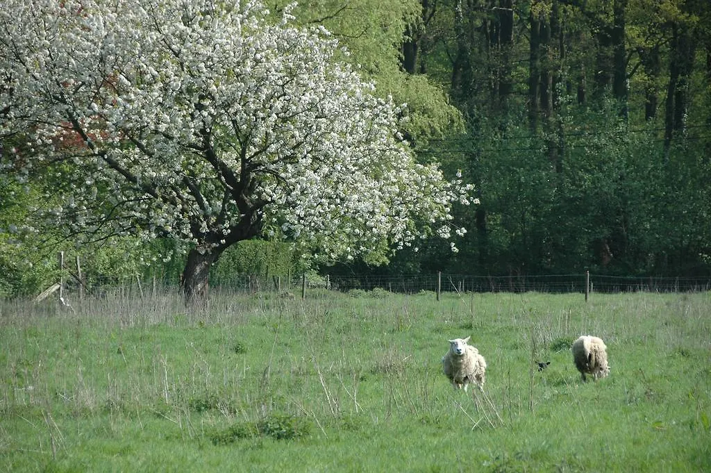 Panzió Gastenlogies Blauwe Schaap Ranst